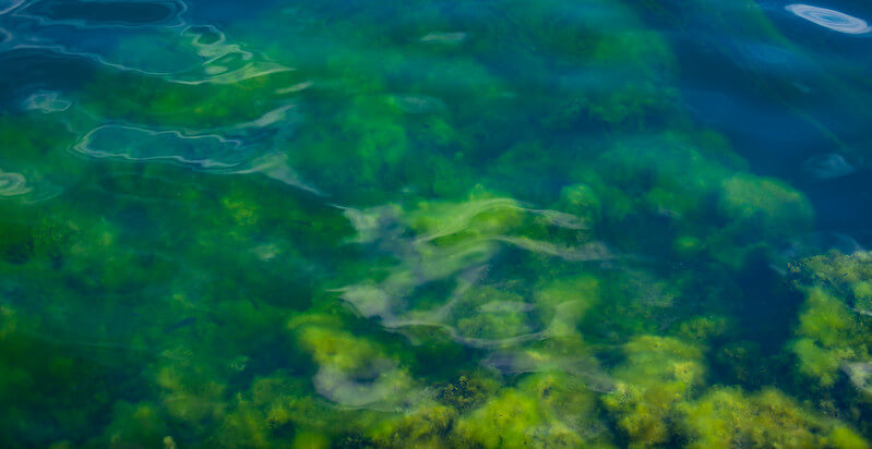 algues-dans-l'-eau