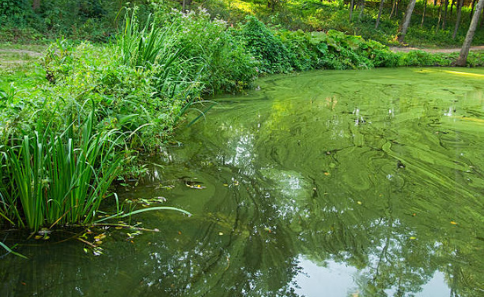 etang cyanobacteries