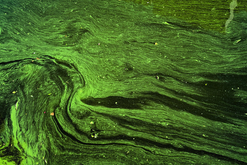 Algues-ondulations