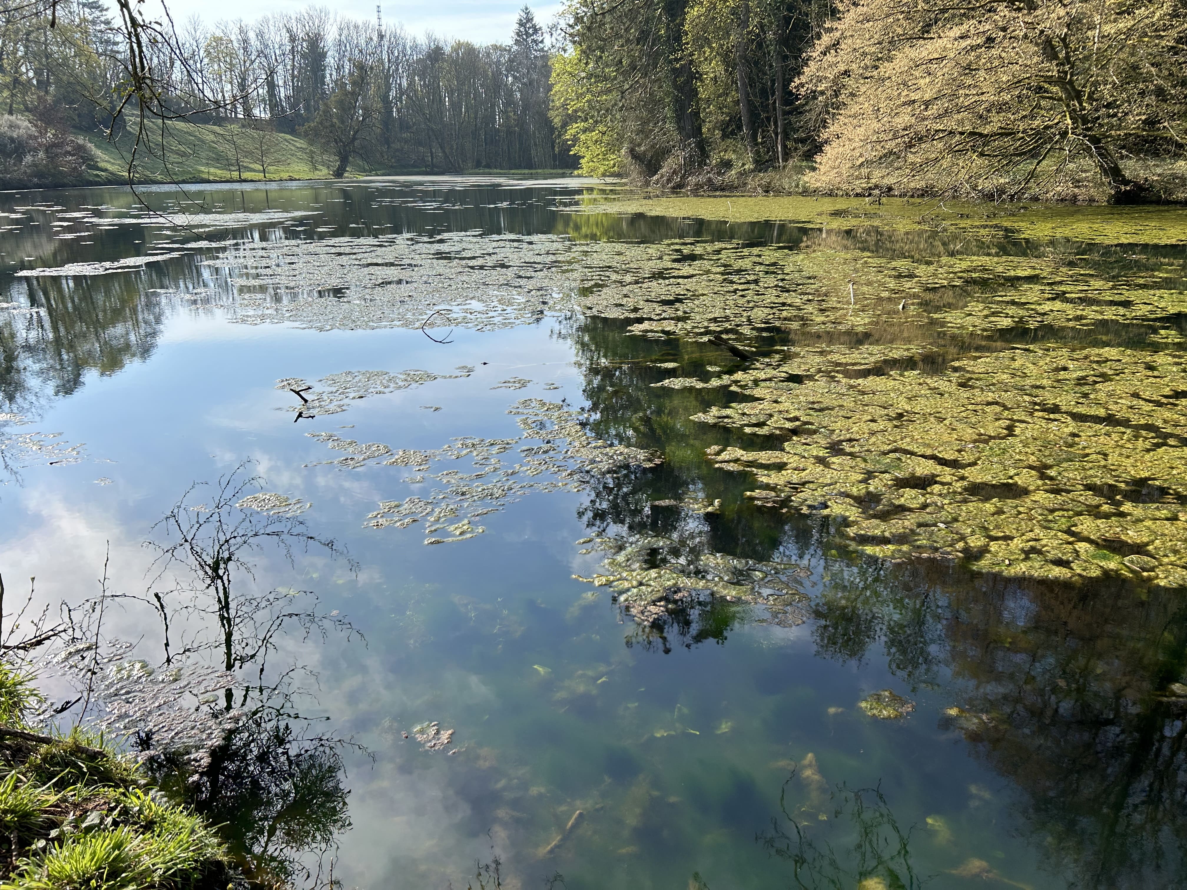 algues-etang-solution-entretien