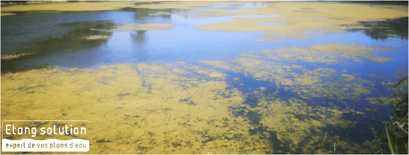 Les algues filamenteuses dans votre étang : les causes dévoilées