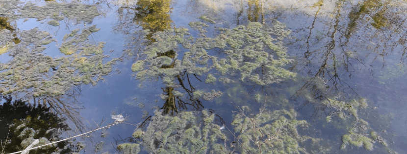 Comment éviter les algues filamenteuses dans un bassin ?