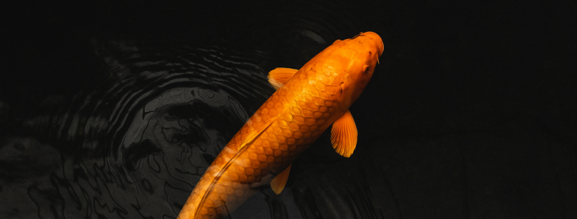 Les différentes sortes de carpes : comprendre, choisir et préserver