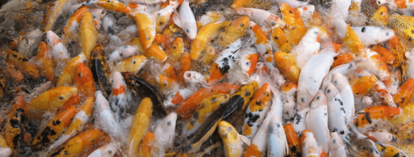 Poisson d'étang, découvrez les 9 incontournables  !