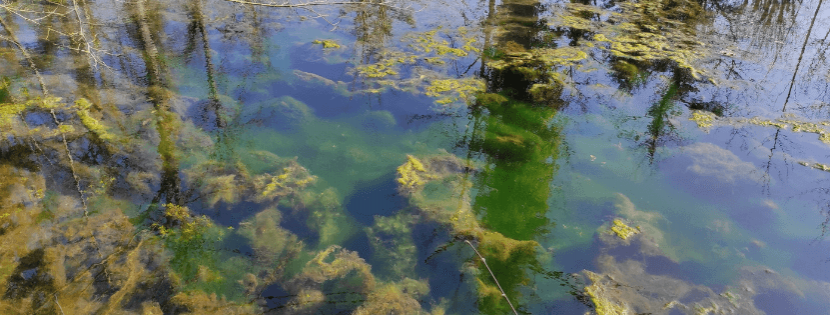 Comment supprimer les algues de mon étang ?