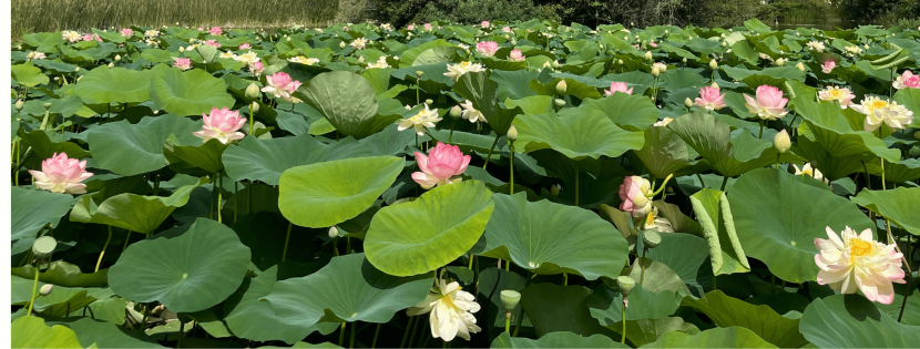 Tout savoir sur les nénuphars