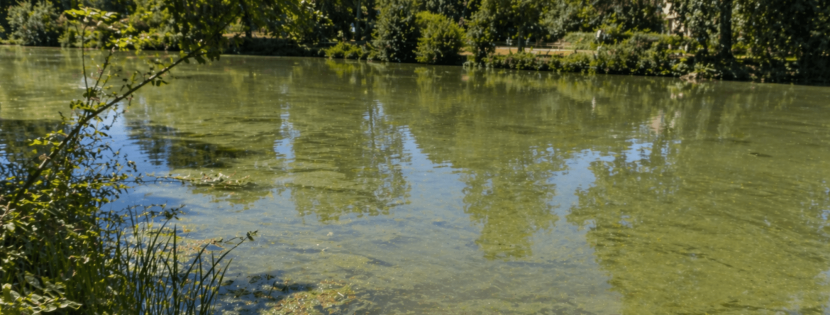 Eau verte dans mon étang : causes et solutions