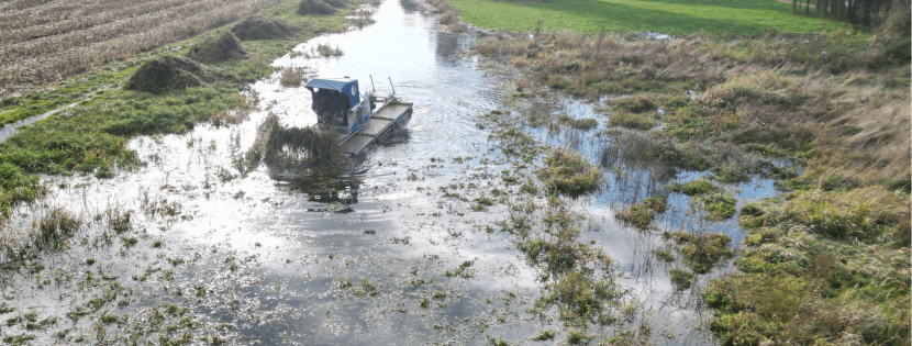 La jussie: l'ennemie redoutable des plans d'eau